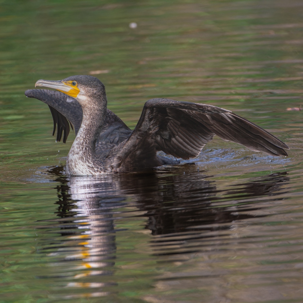 Черный баклан расправил крылья в воде