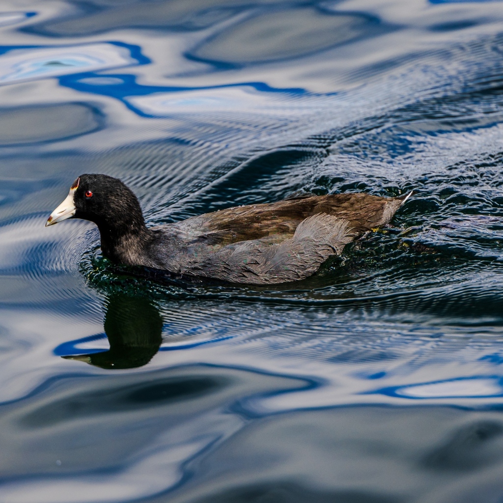Черная кряква плывет по озеру