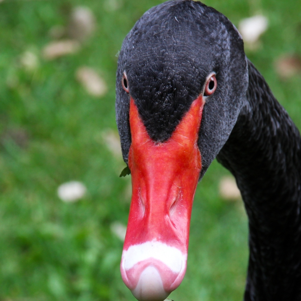 Черный лебедь с красным клювом крупным планом