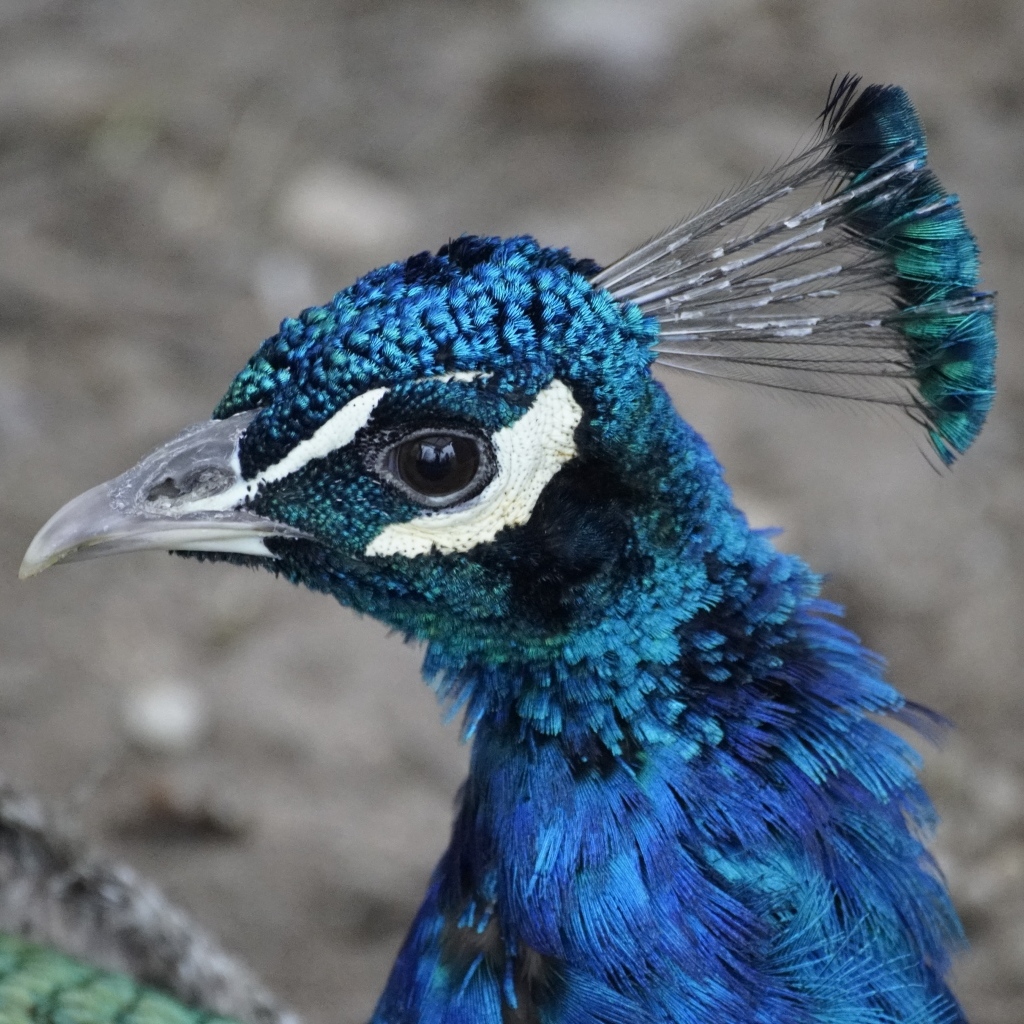 Синяя голова павлина крупным планом