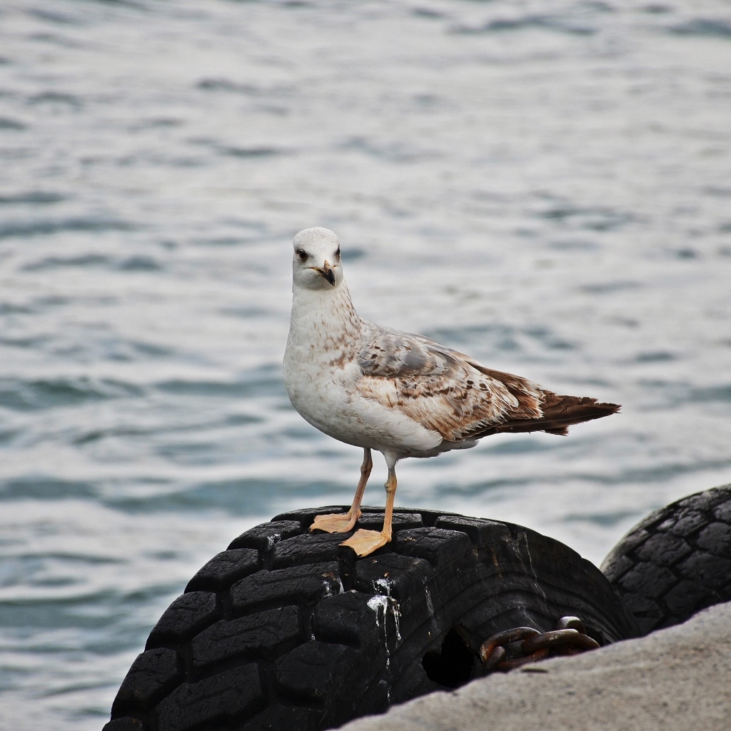 Коричневая чайка стоит у воды