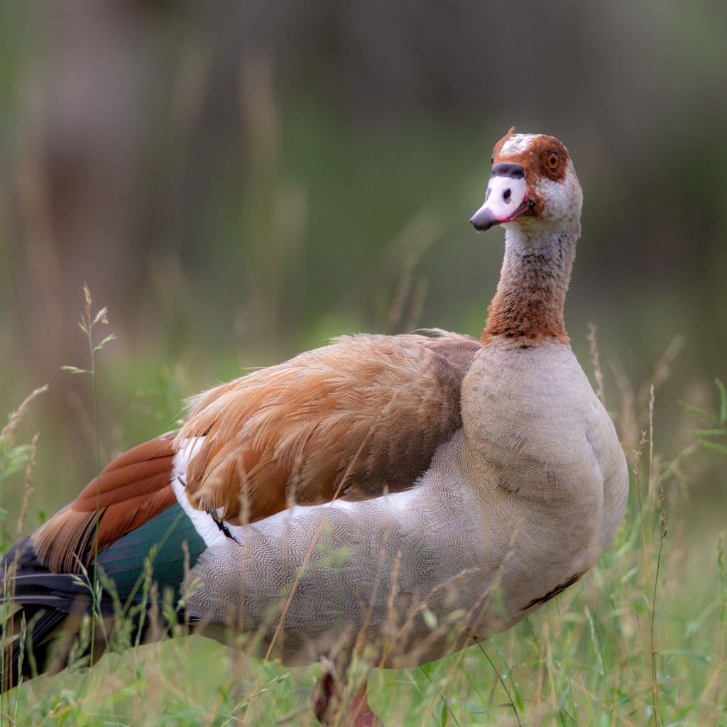Коричневый дикий гусь в траве