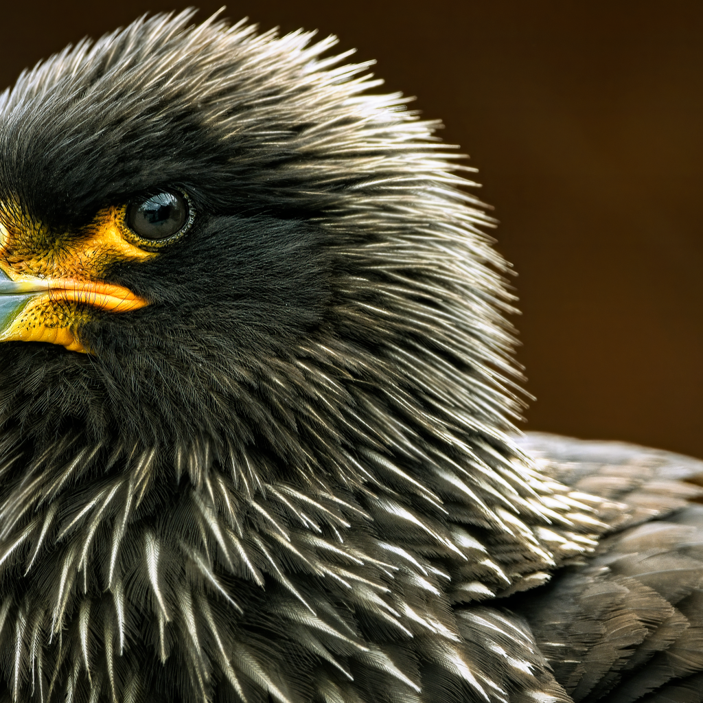 Птица каракара крупным планом