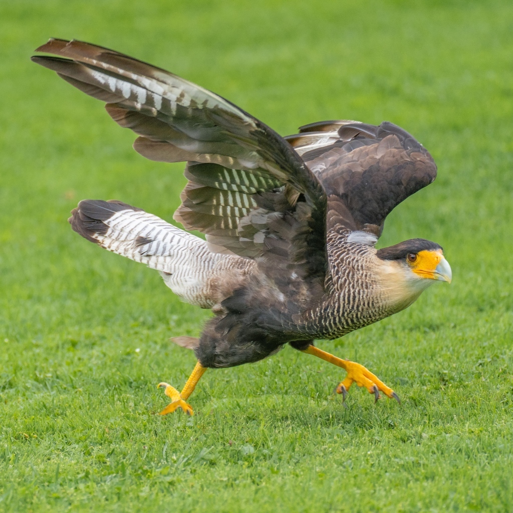 Птица каракара готовится к взлету