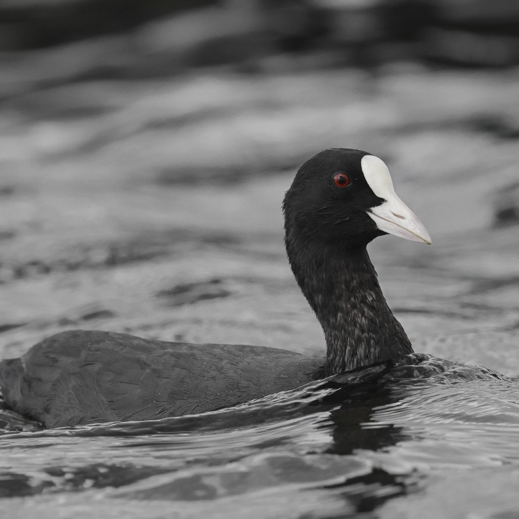 Птица лысуха плывет по воде