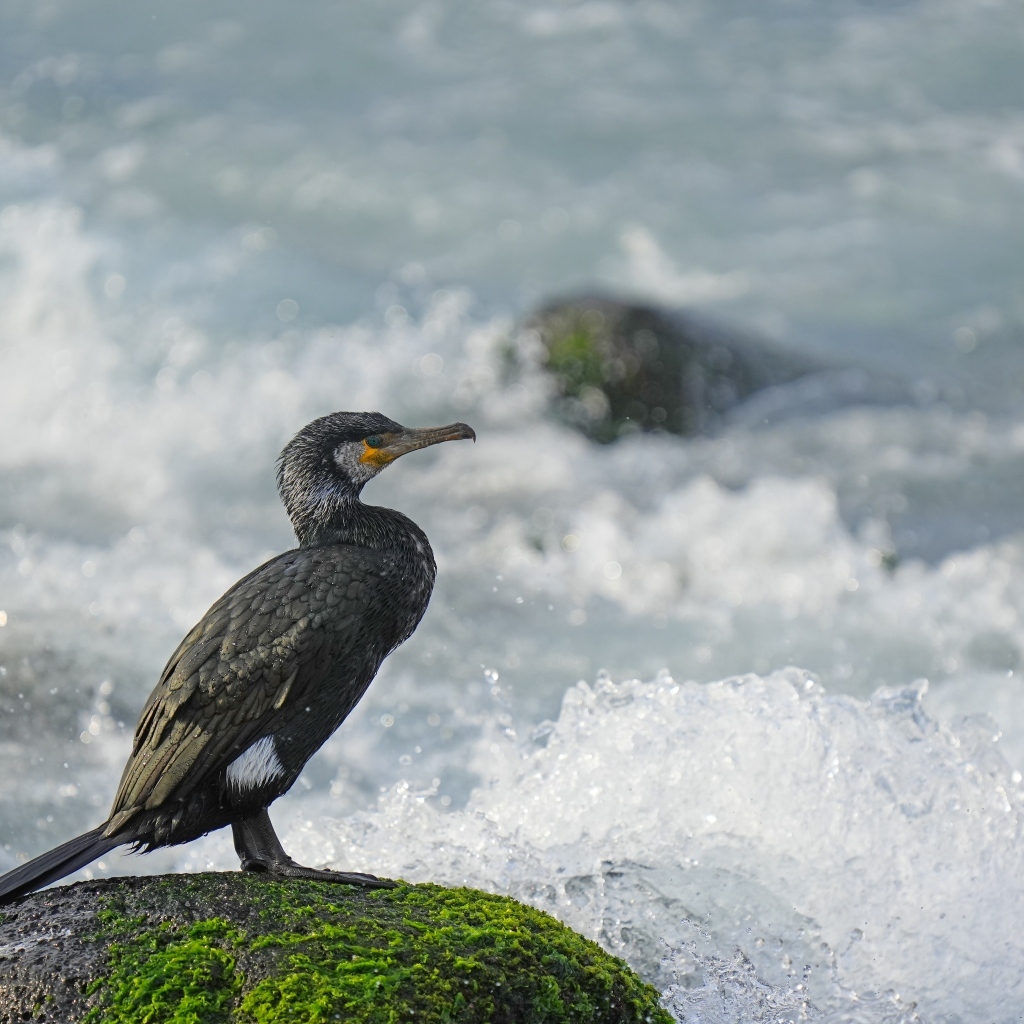 Баклан сидит на камне у бушующего моря