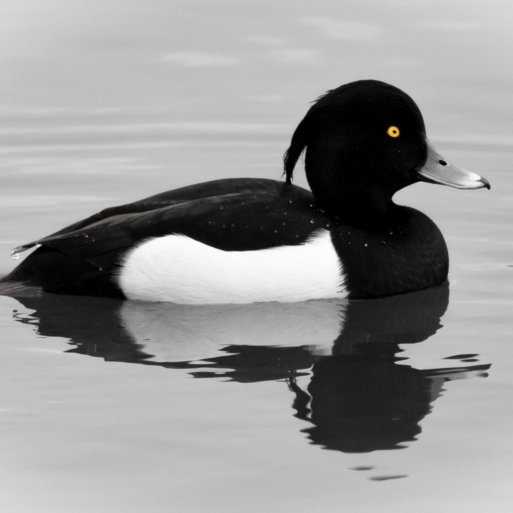 Хохлатая утка плавает в воде