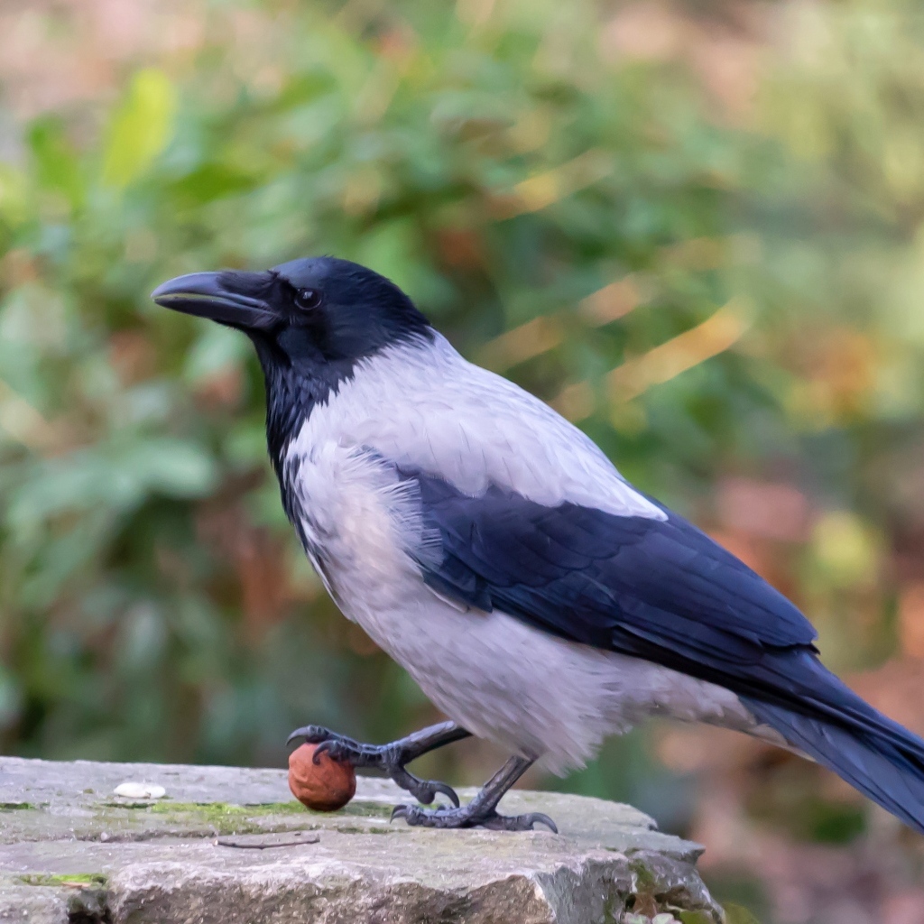 Ворона с орехом на камне