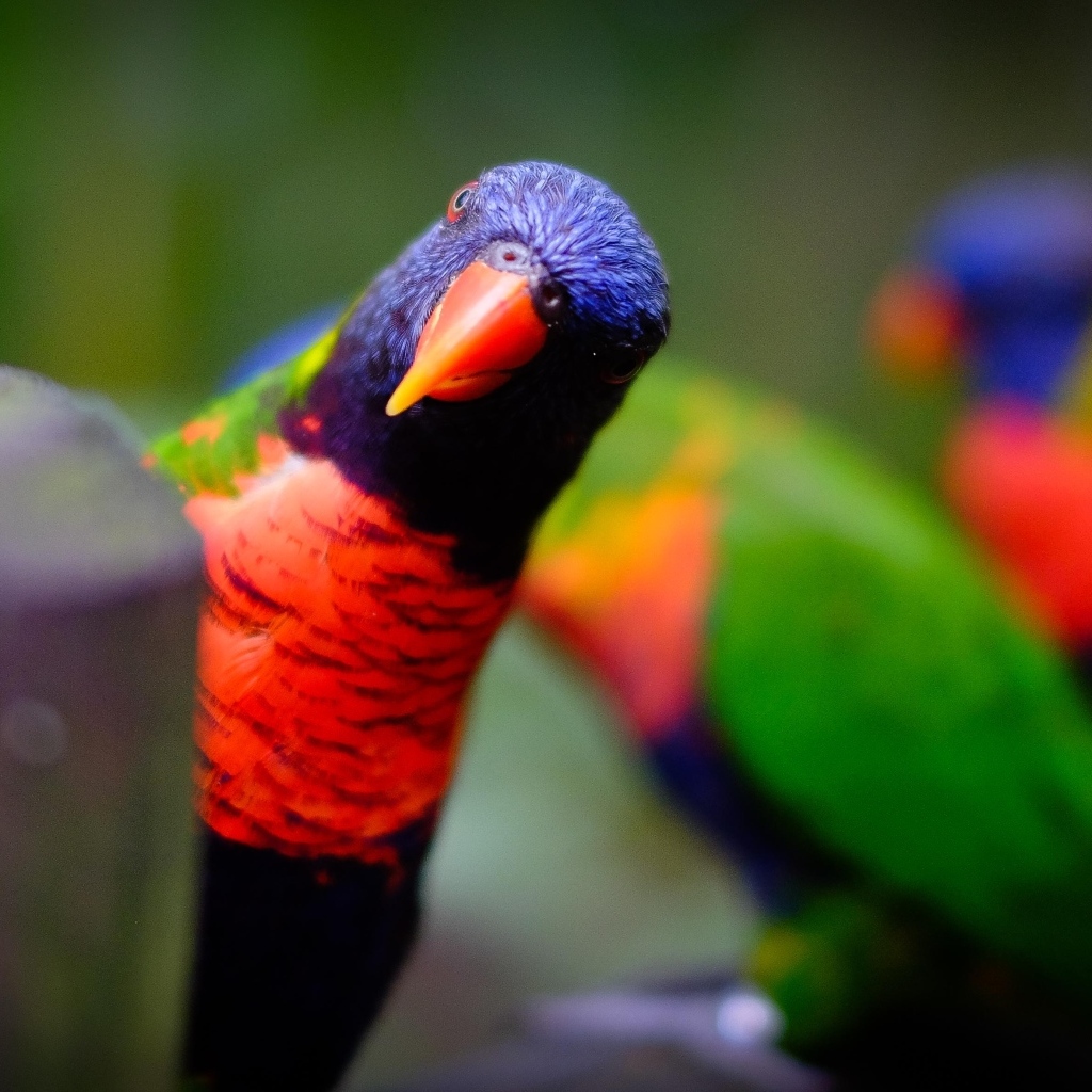 Любопытный синеголовый попугай