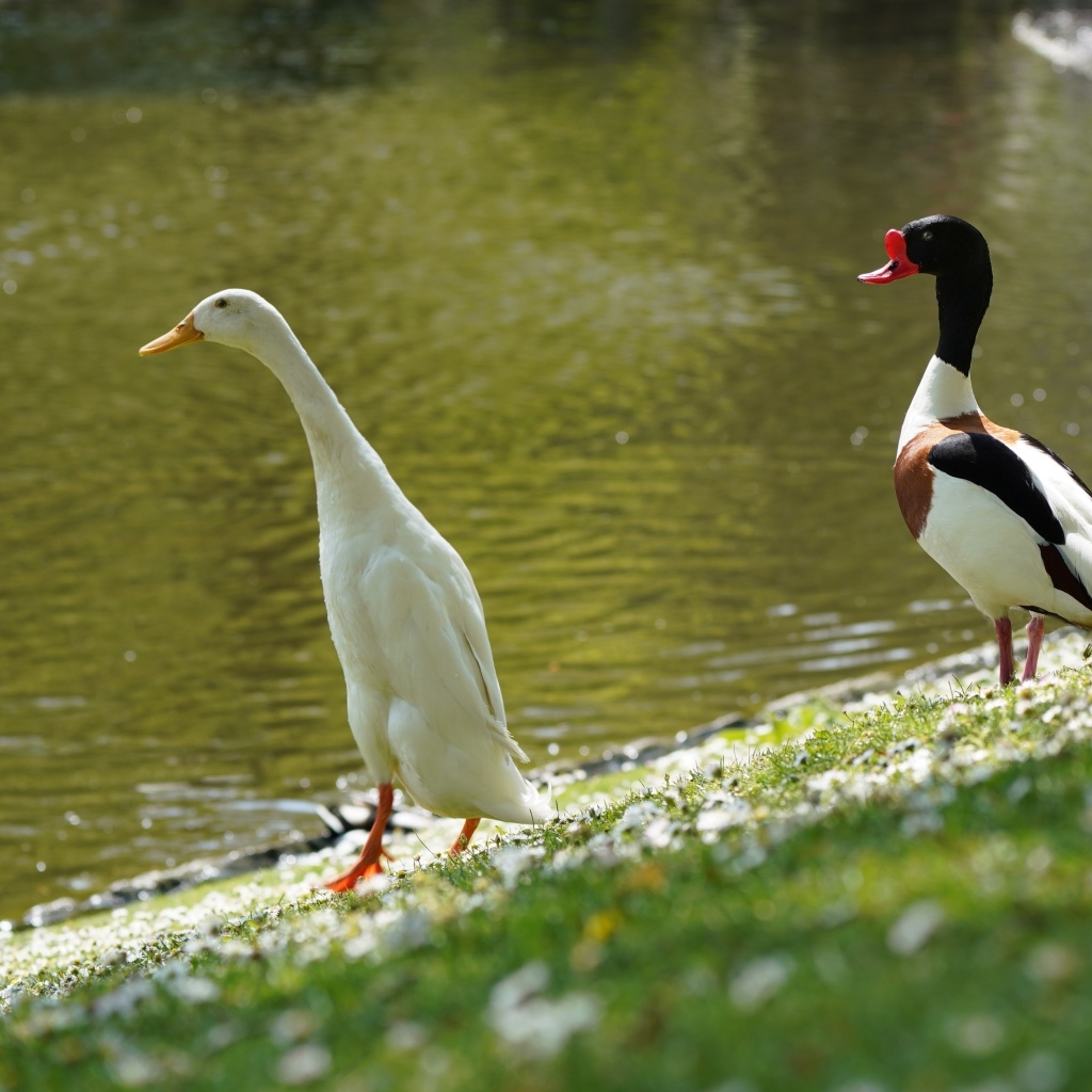 Утка и гусь у воды