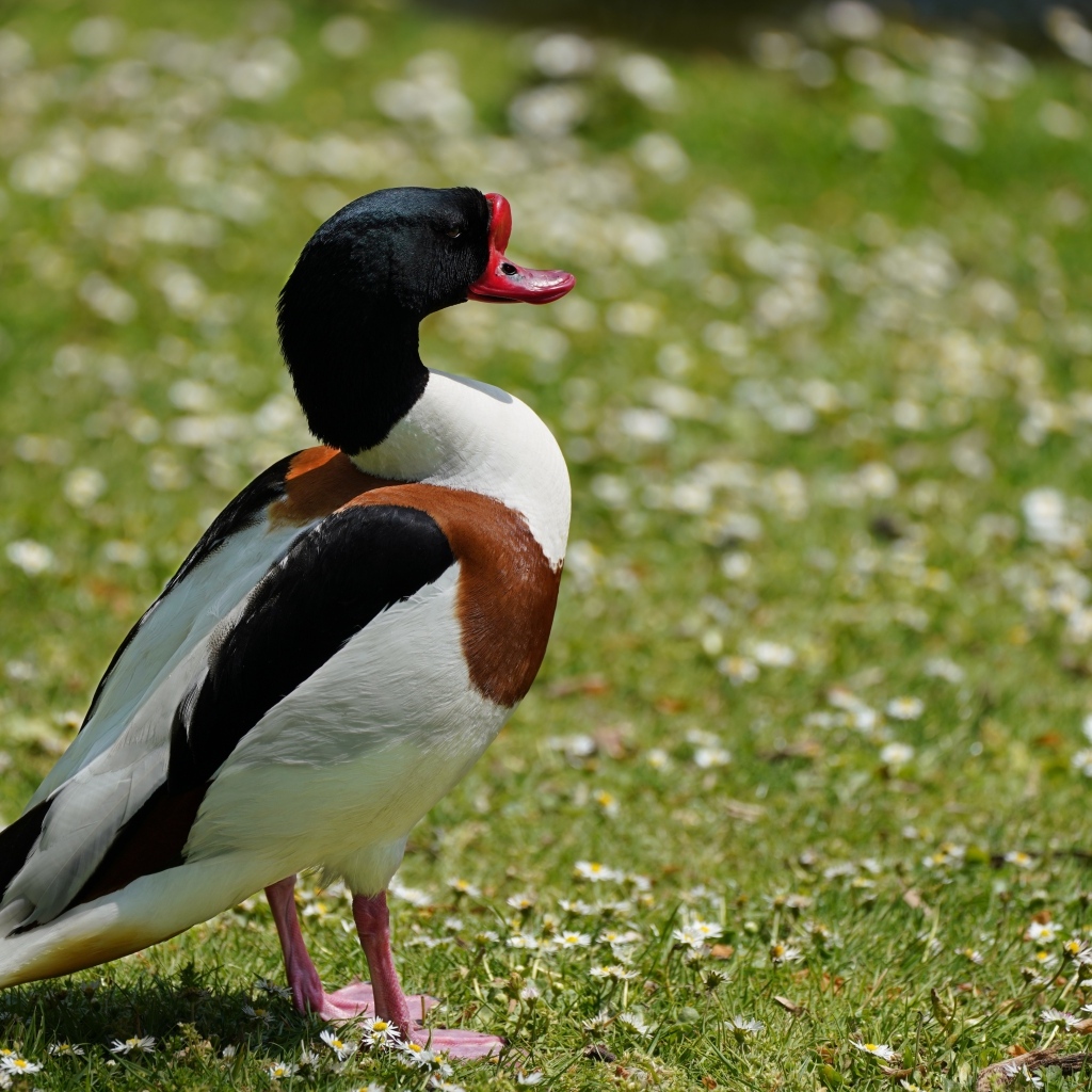 Утка стоит на зеленой траве