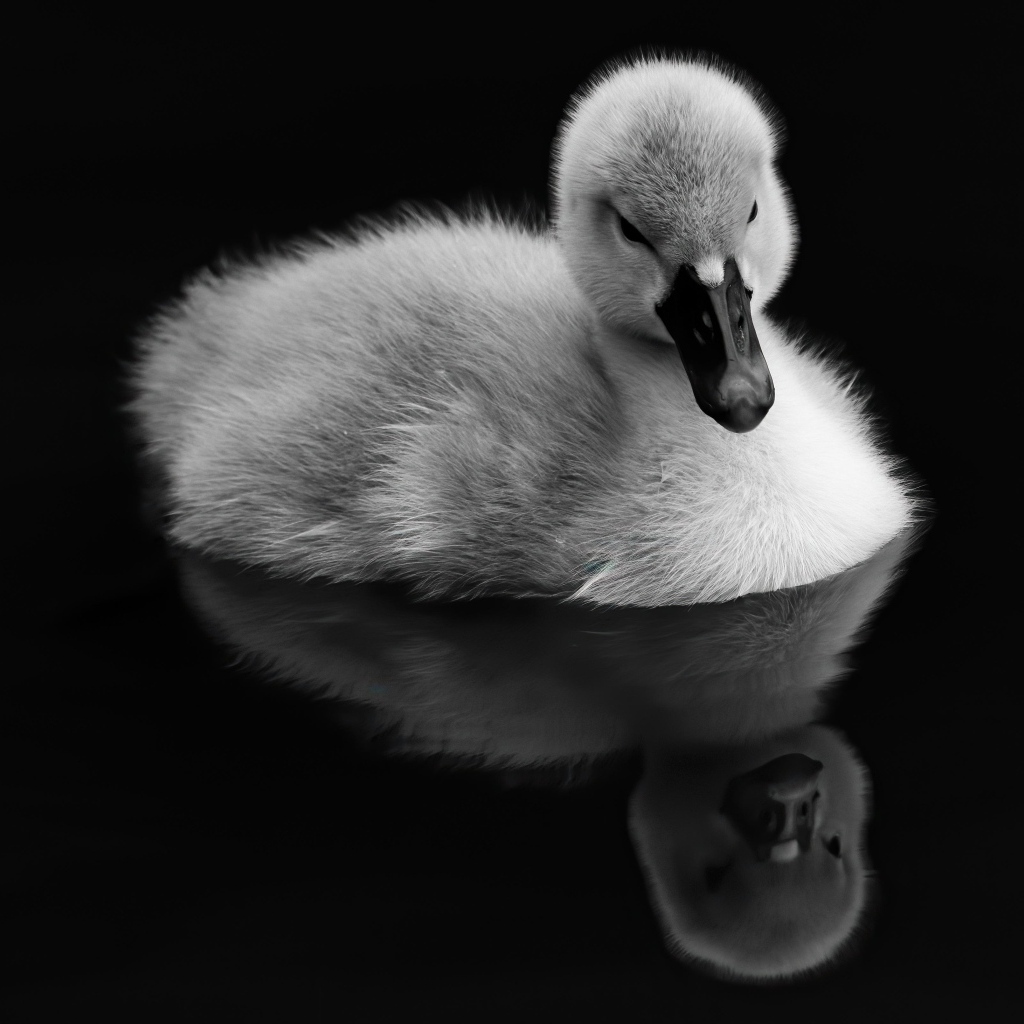 Утенок плавает в воде на черном фоне