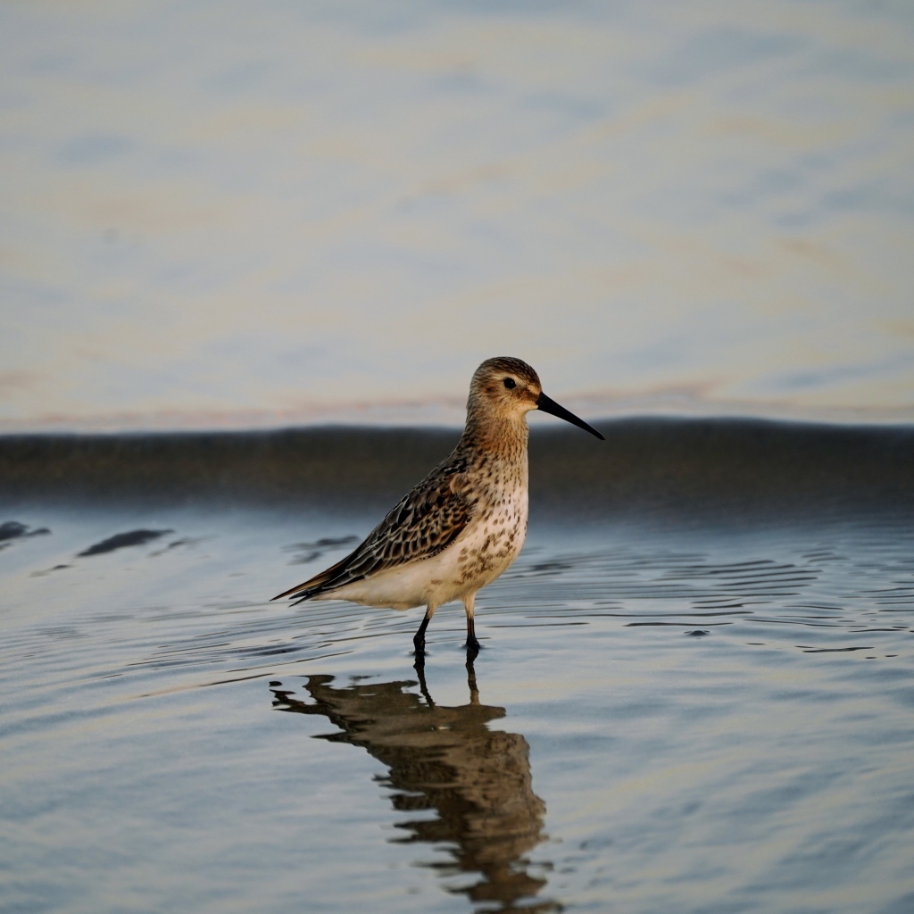 Птица чернозобик в воде