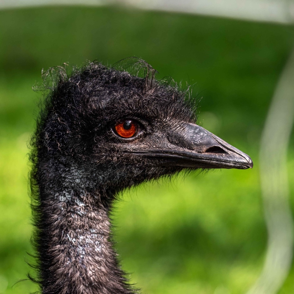 Голова страуса эму крупным планом