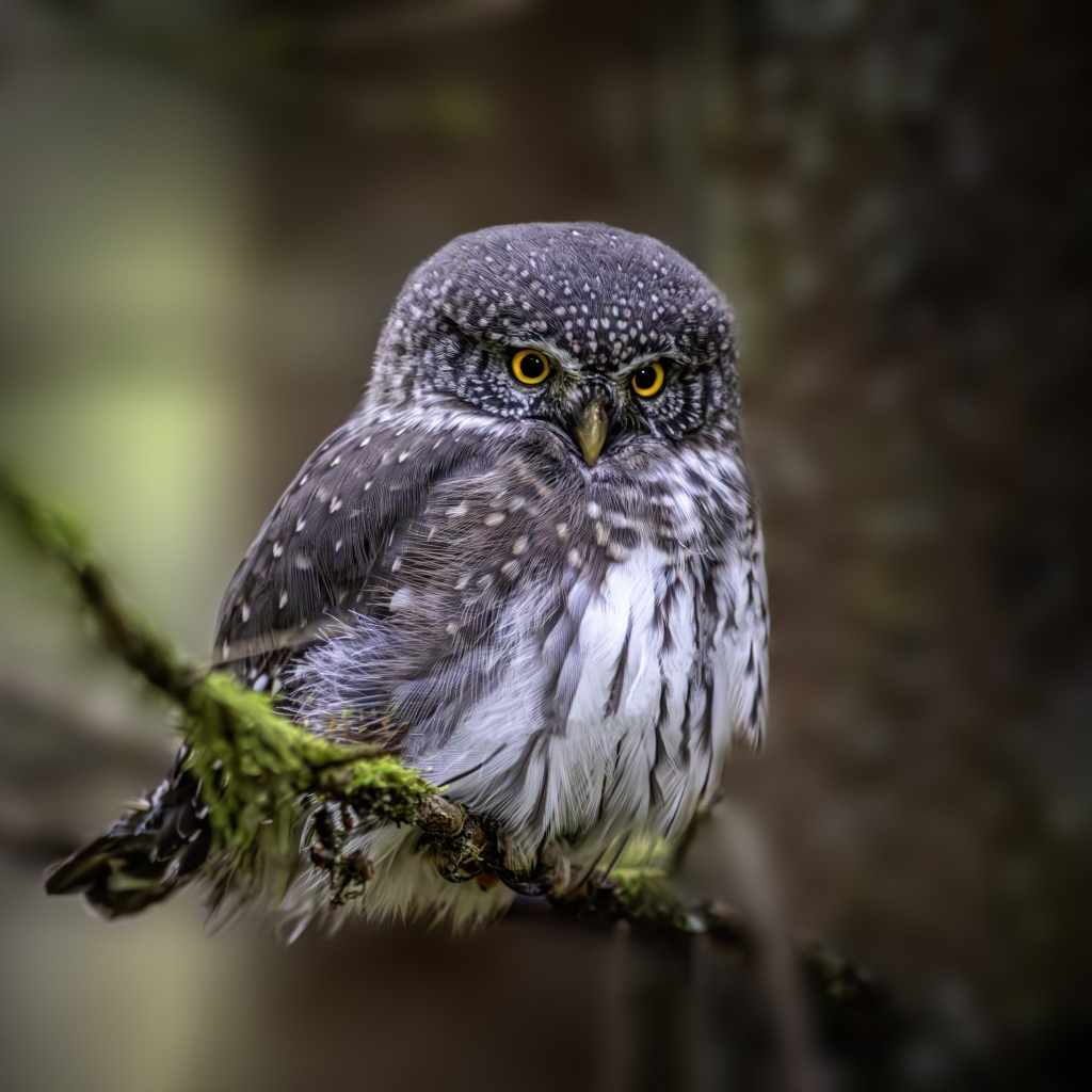 Евразийская карликовая сова сидит на ветке