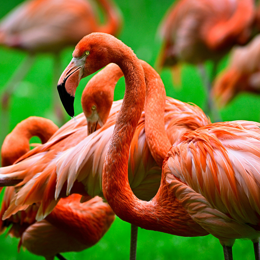 Стая розовых фламинго крупным планом
