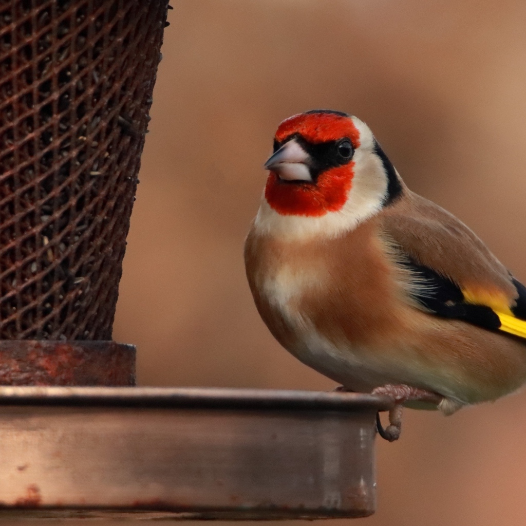 Птица щегол у кормушки