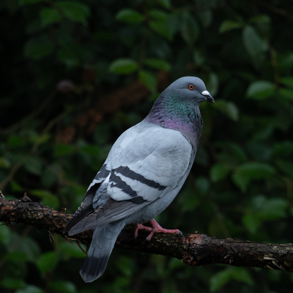 Серый голубь сидит на ветке дерева