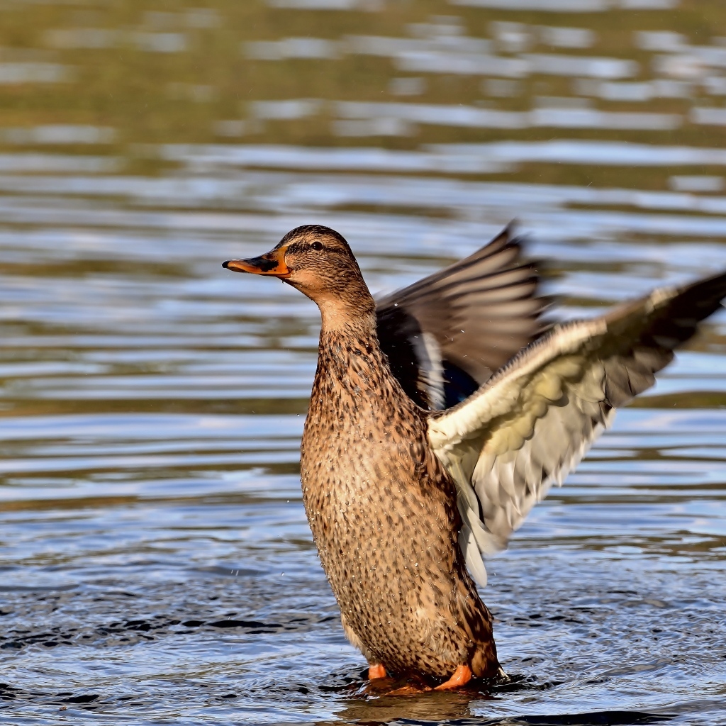 Серая утка расправила крылья в воде