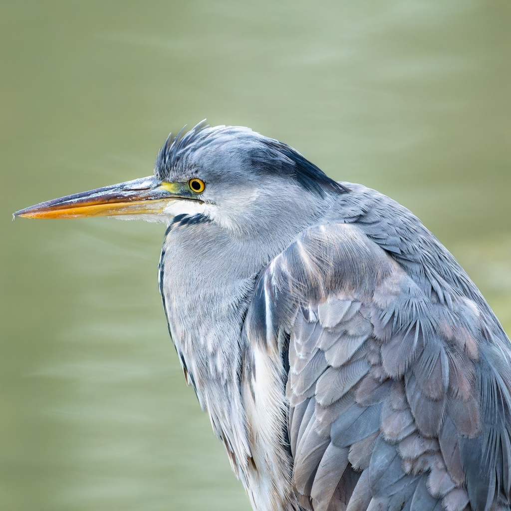 Серая цапля охотится у водоема