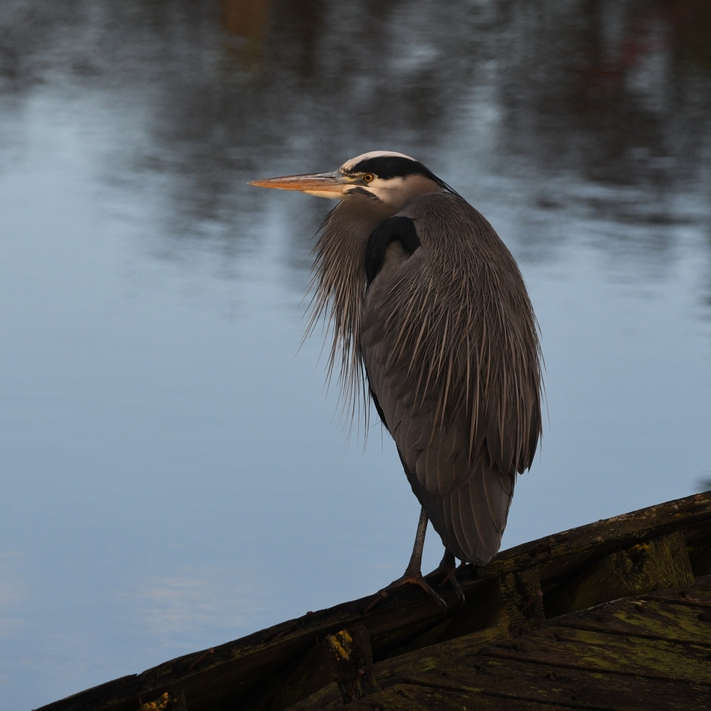 Серая цапля сидит у воды
