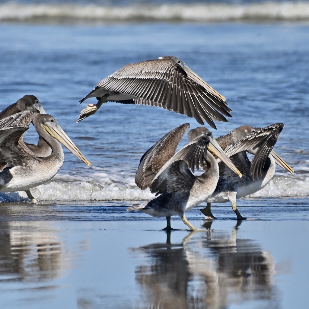Серые пеликаны идут по мокрому песку