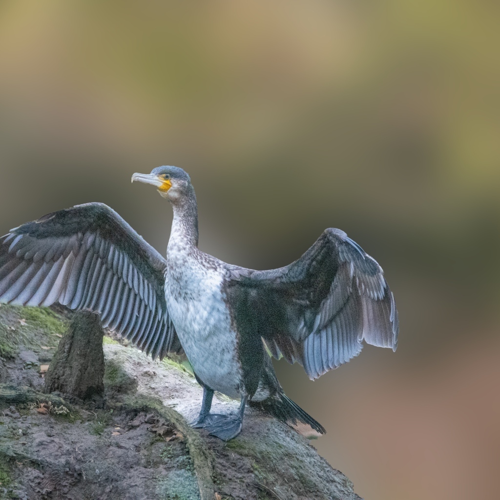 Большой черный баклан взлетает с камня