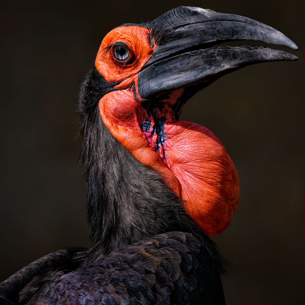 Большая птица калао на черном фоне