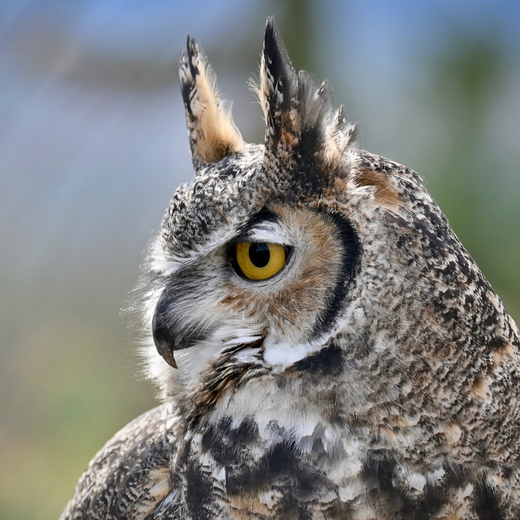 Большая рогатая сова