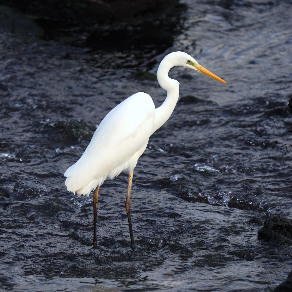Большая белая цапля стоит в воде