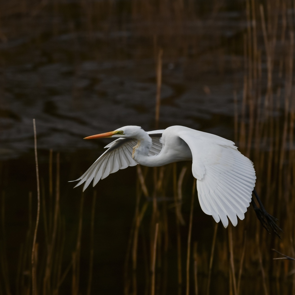 Большая белая цапля летит над водой
