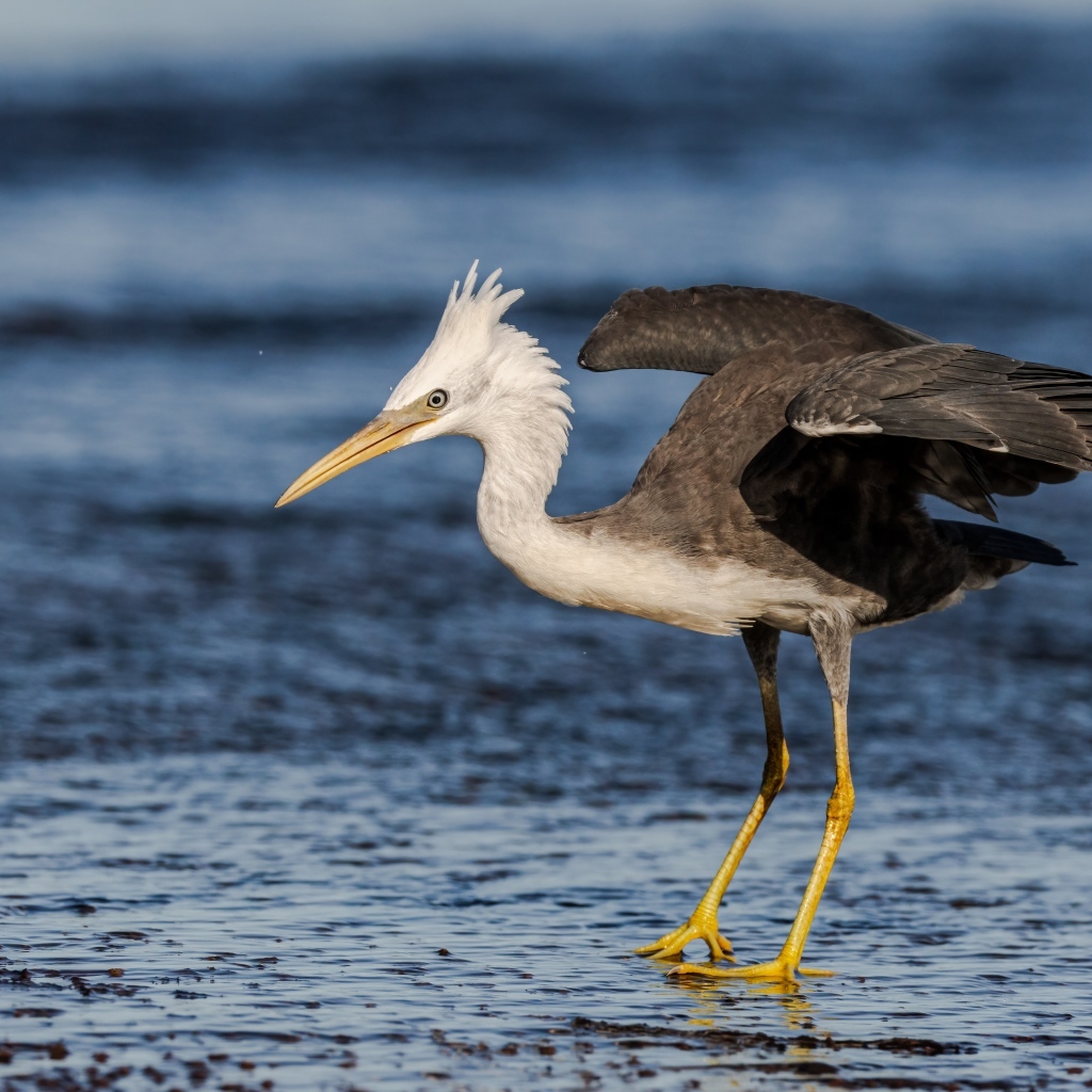 Большая цапля на мокром асфальте