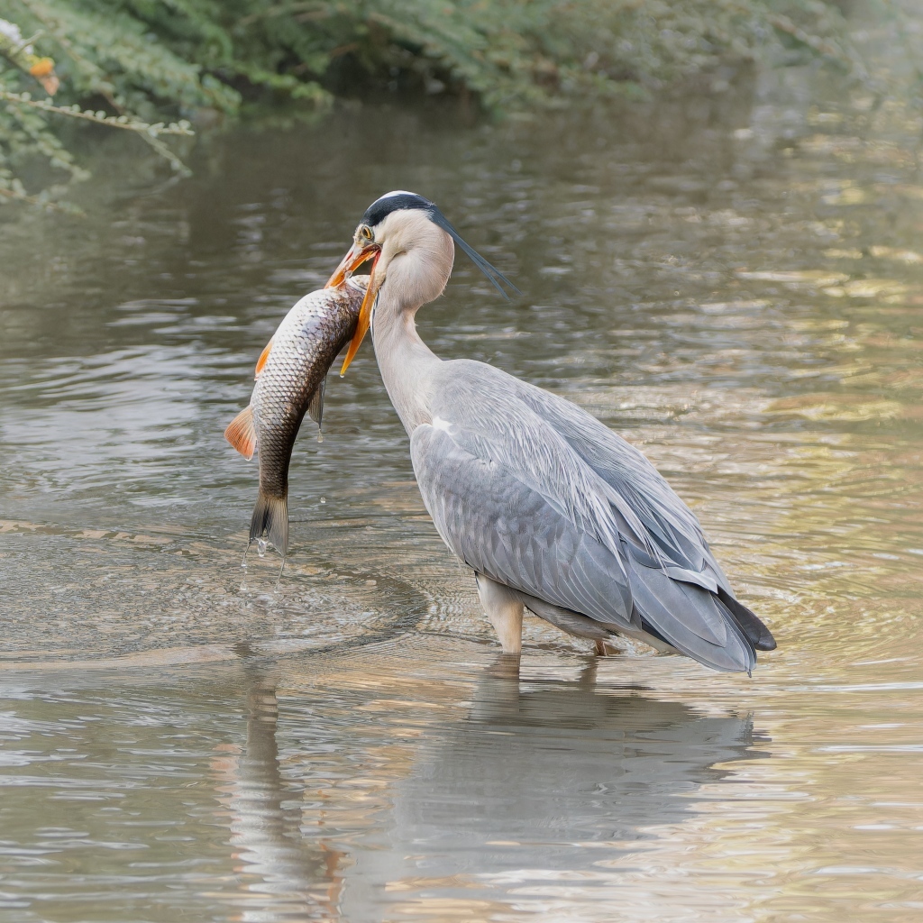 Большая серая цапля с рыбой в  клюве