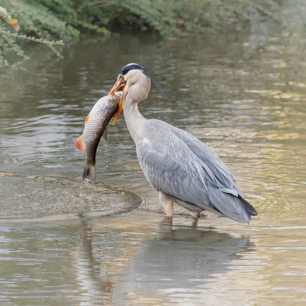 Большая серая цапля с рыбой в воде