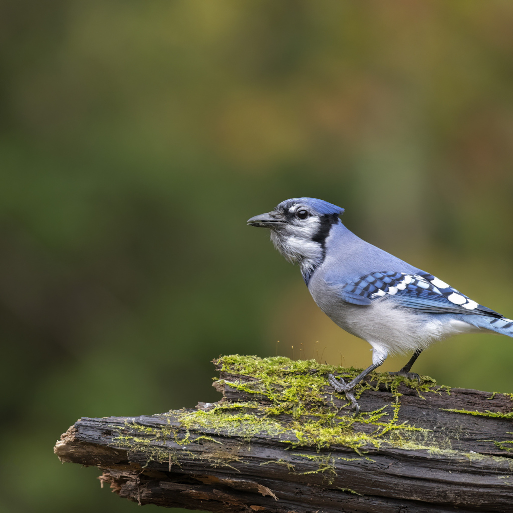 Большая сойка сидит на ветке дерева 