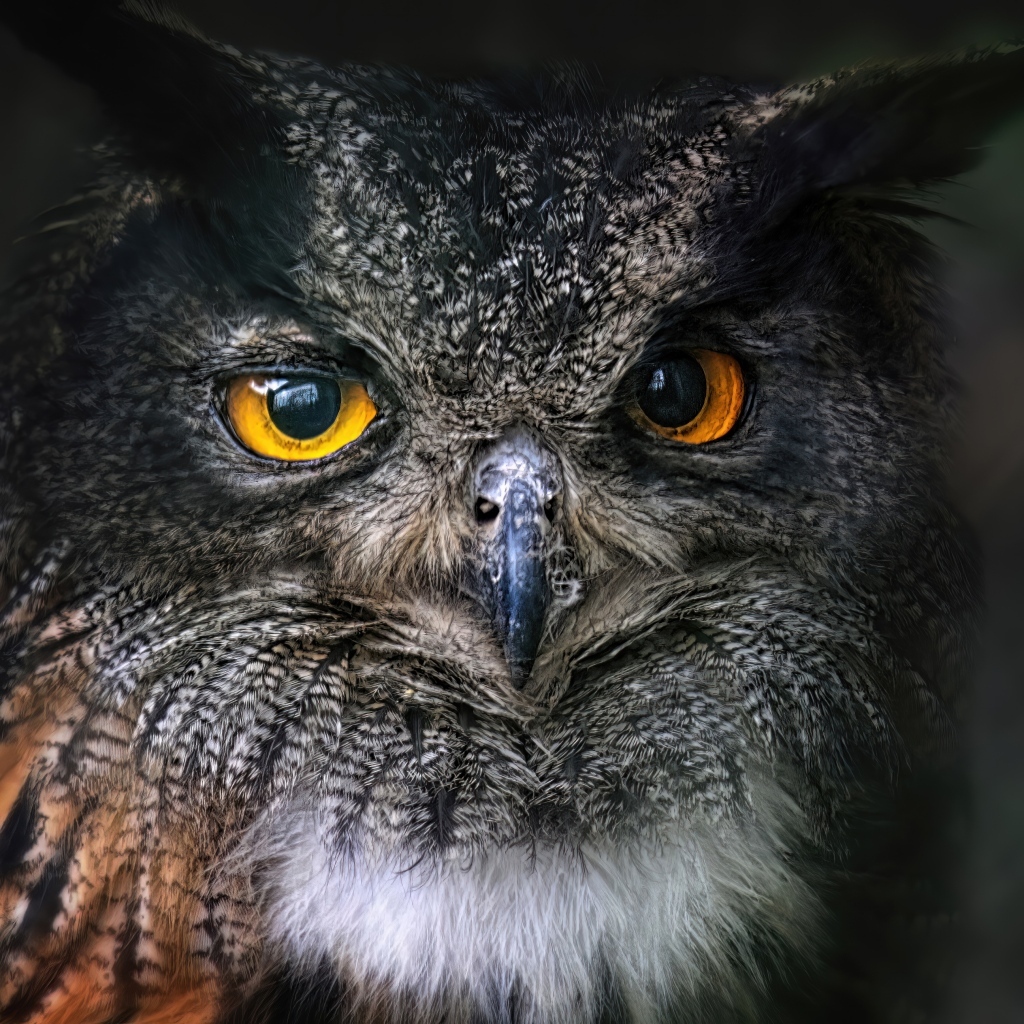 Большая ушастая сова с желтыми глазами