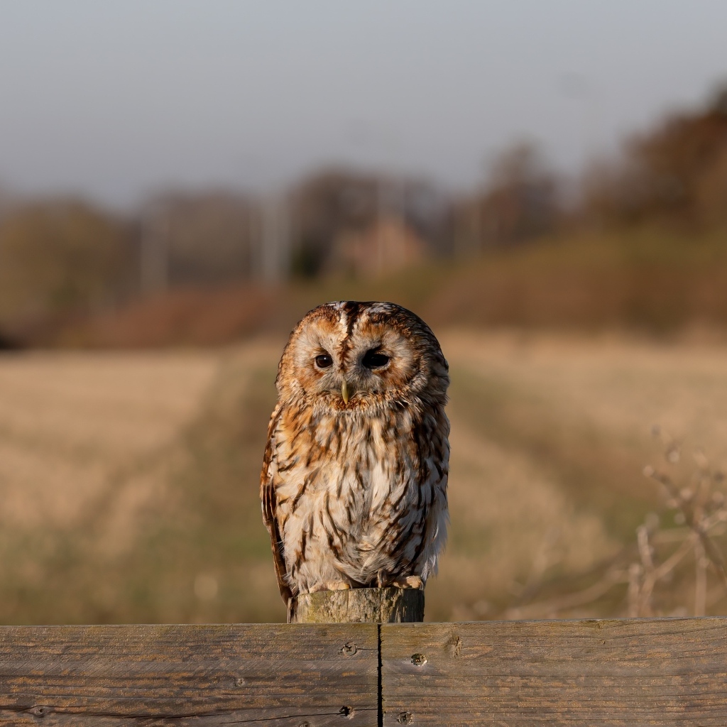 Большая неясыть сидит на заборе