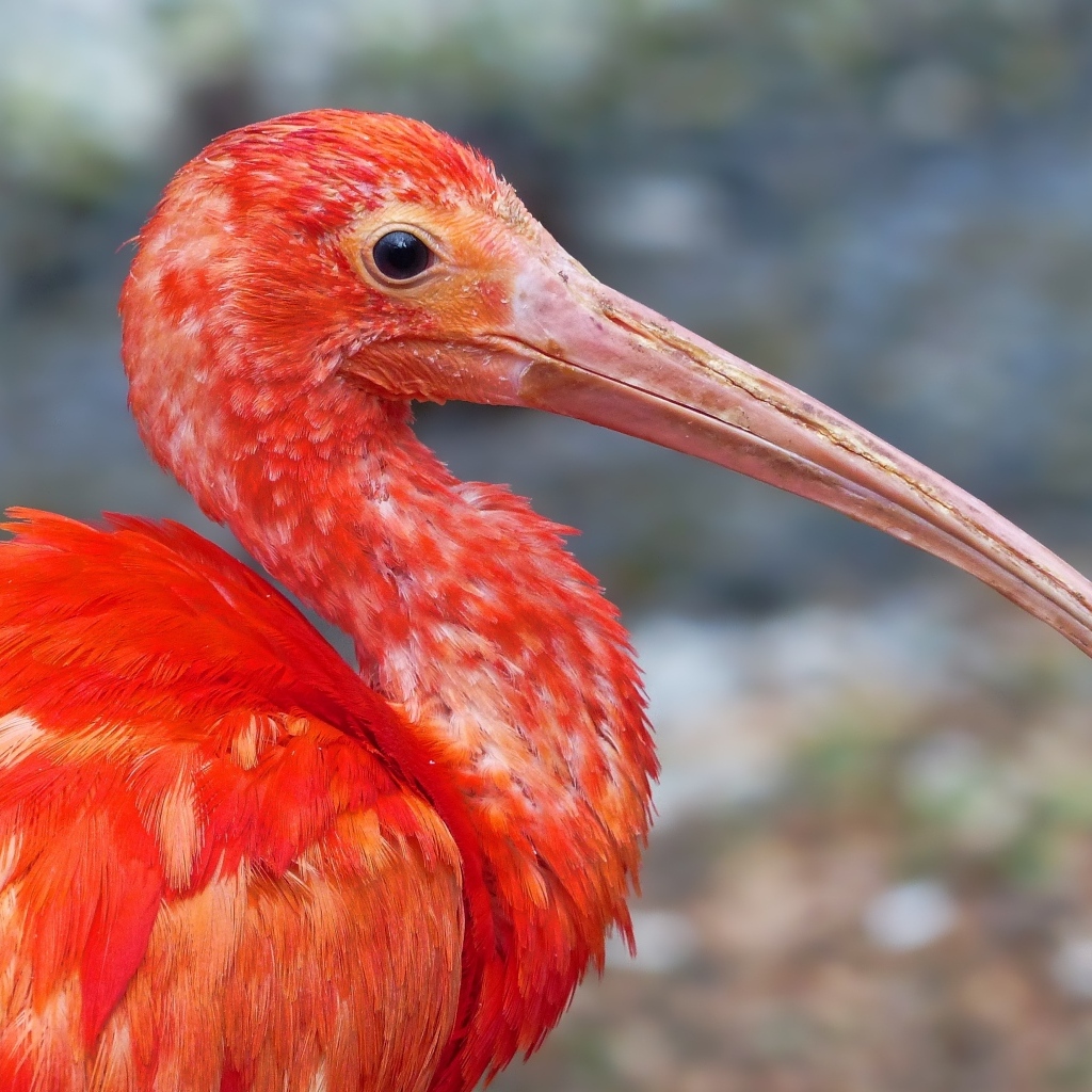 Большой розовый ибис крупным планом