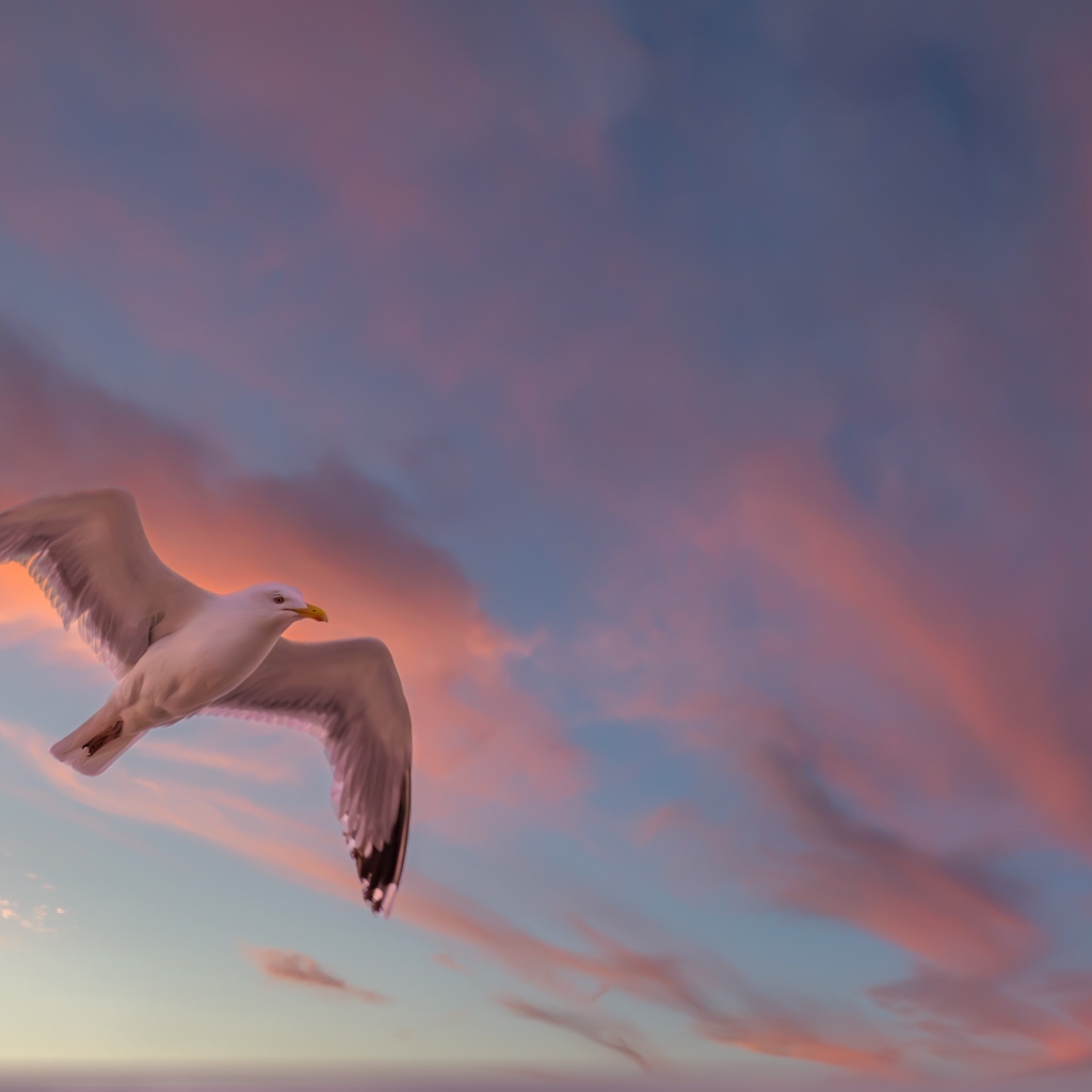 Большая белая чайка в небе на закате