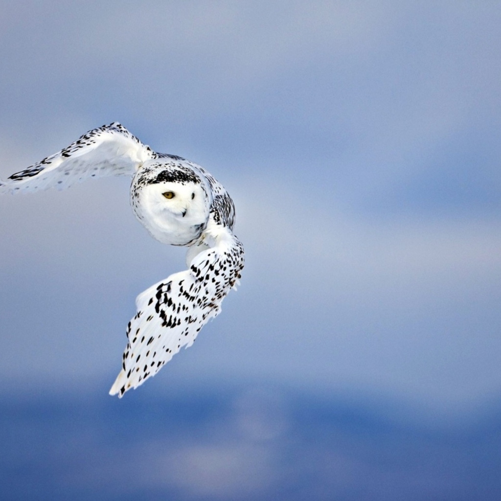 Большая белая сова с черными пятнами в воздухе