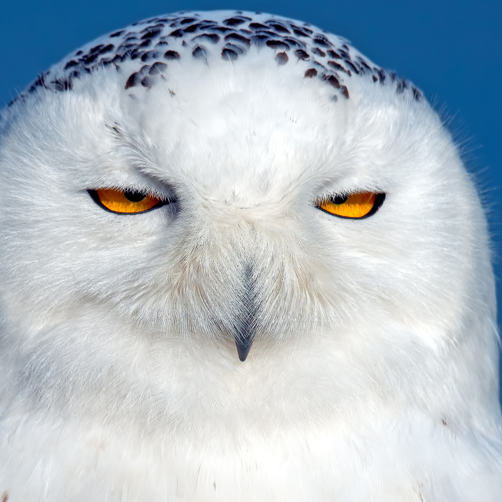 Большая белая сова с черными пятнами с желтыми глазами