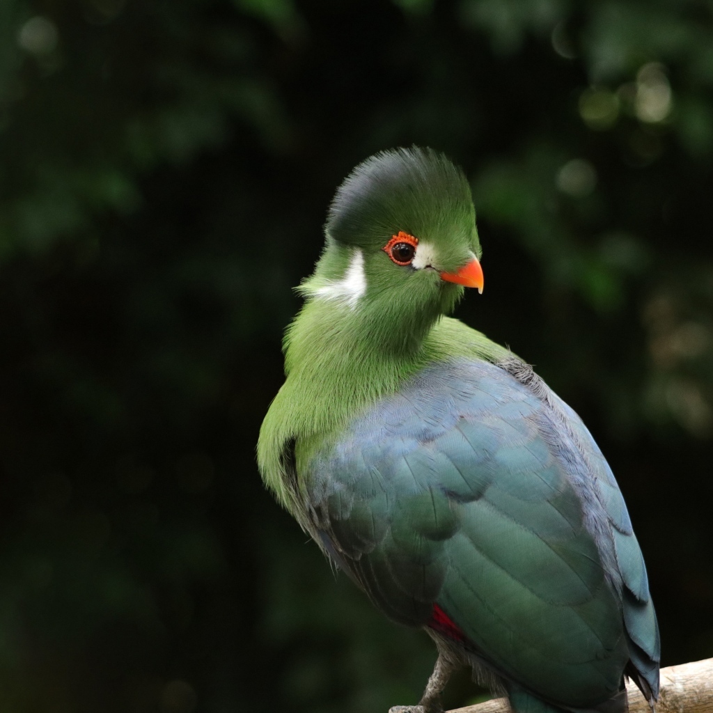 Зеленый белощекий турако на ветке