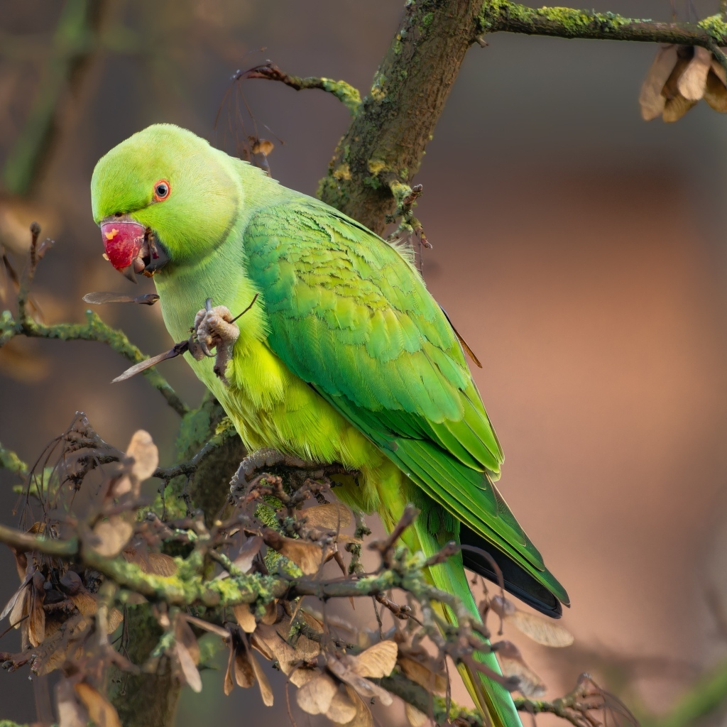 Зеленый попугай сидит на ветке дерева