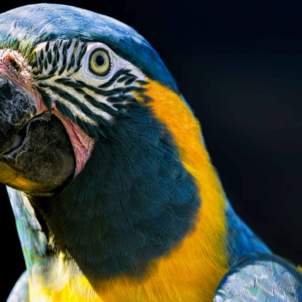 Голова большого синегорлого ары