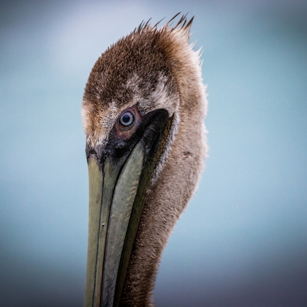 Голова пеликана с длинным клювом на сером фоне