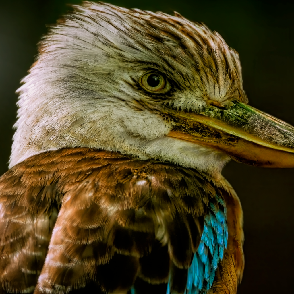 Голова птицы кукабарра крупным планом