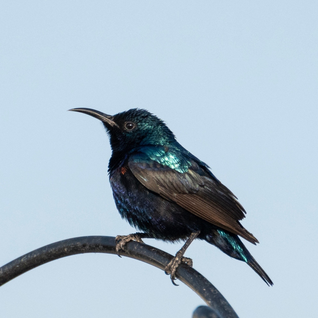 Маленький черный дрозд сидит на ветке 