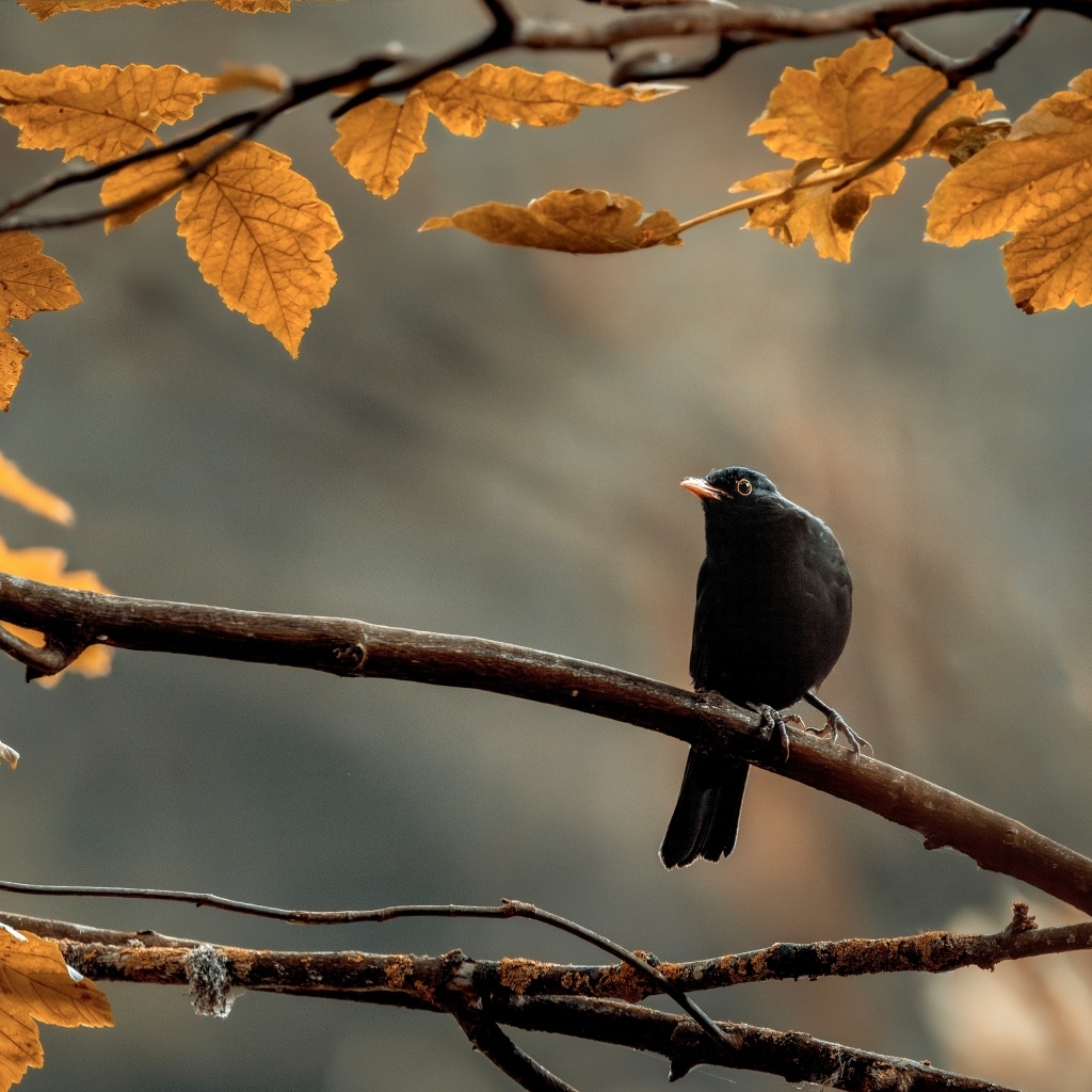 Маленький черный дрозд сидит на ветке дерева