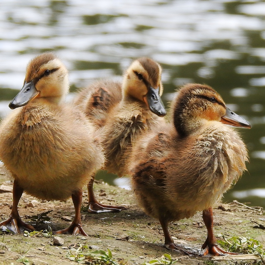 Маленькие утята на берегу у воды