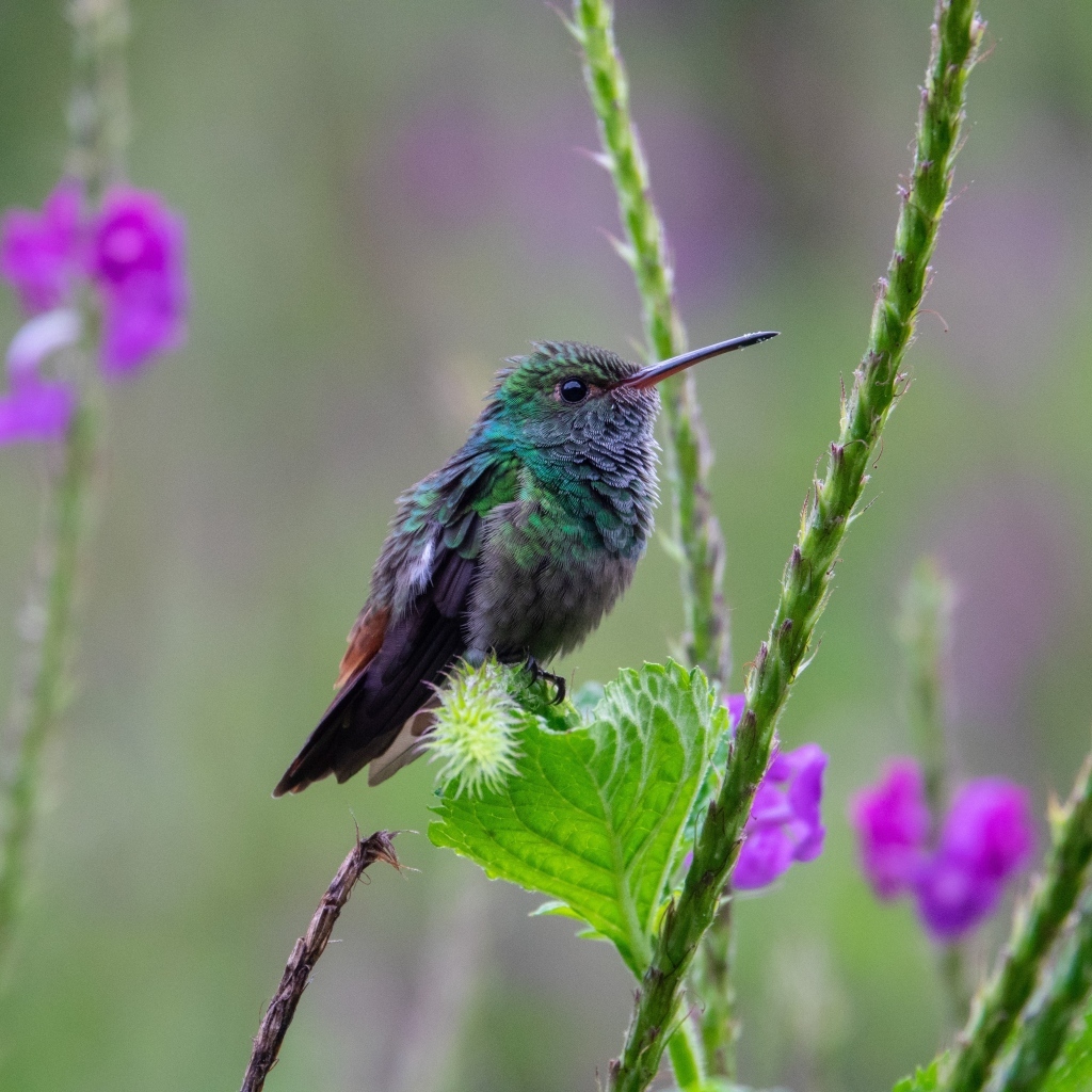 Маленькая зеленая птица колибри сидит на листке